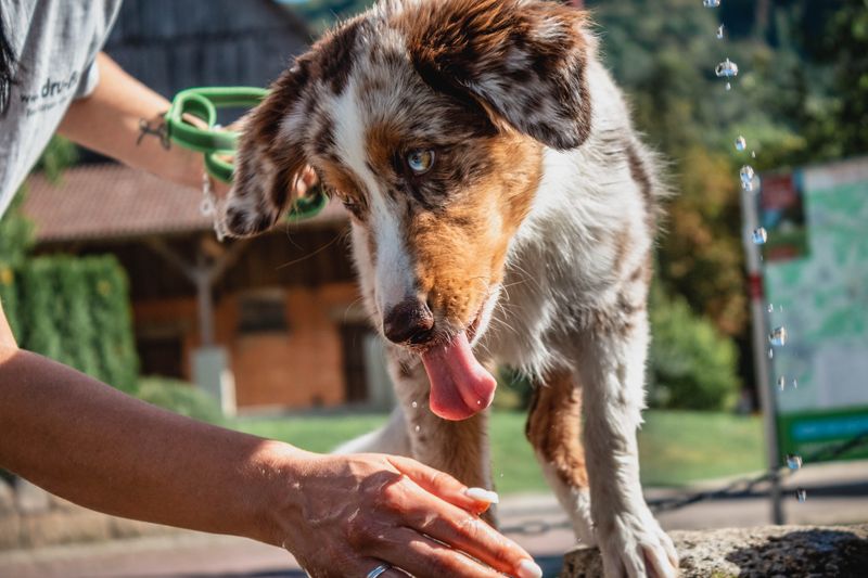 A dog getting a bath outside