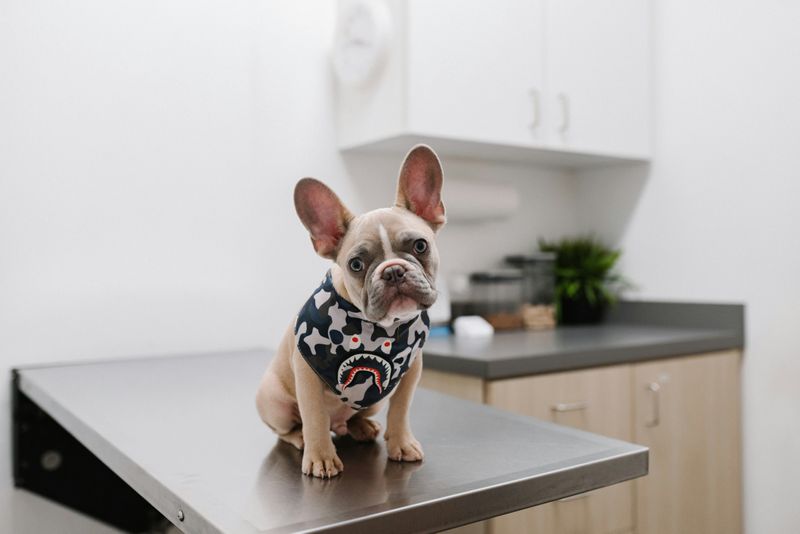 A french bulldog puppy on a table in a vet's office.
