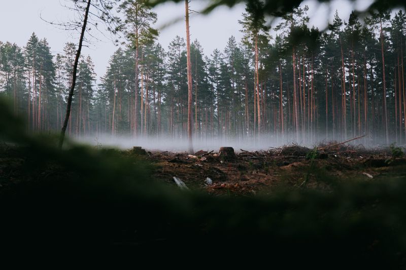 A lush, misty forest on a cloudy day.