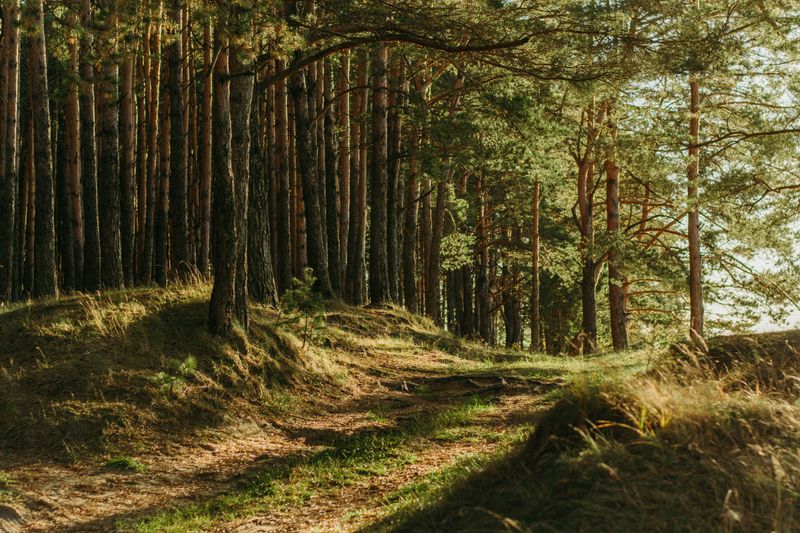 A forest path, with sun shining through the trees.