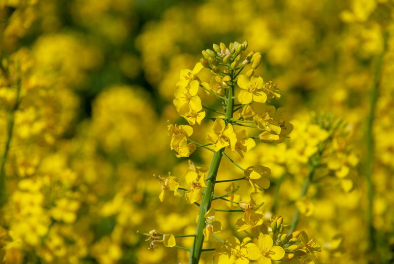 Canola flowers (Photo by Denes Kozma on Unsplash)