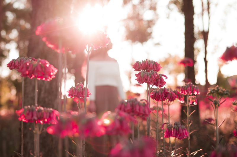 A girl standing in a field of pink flowers with the sun shining.