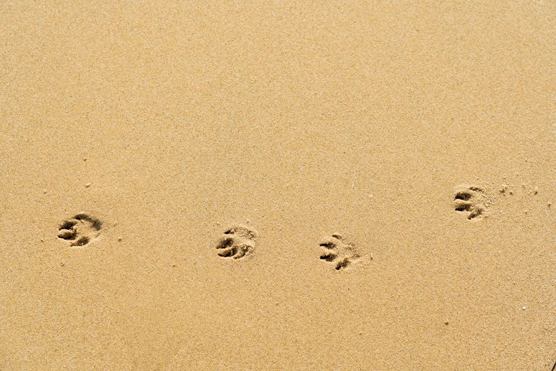Paw prints in sand