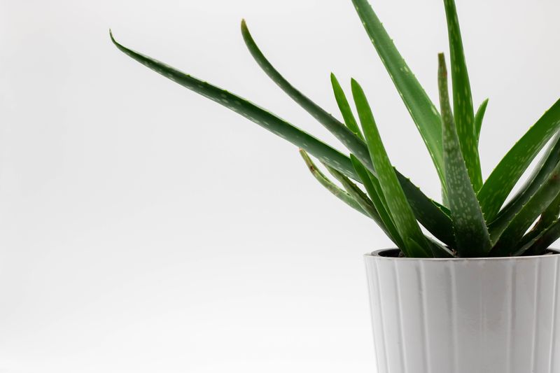 An image of an aloe vera plant