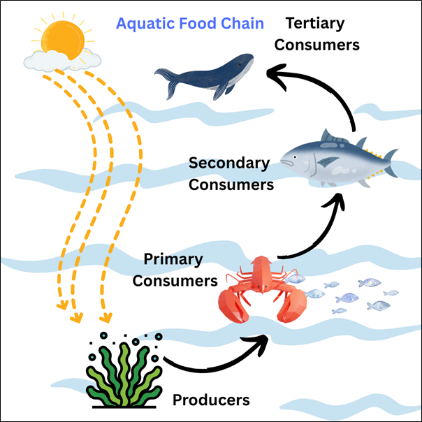 An infographic depicting the three levels of consumers in an aquatic food chain.