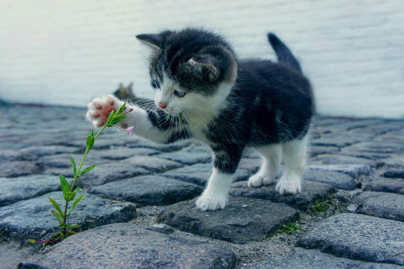 A cat being curious about a flower.