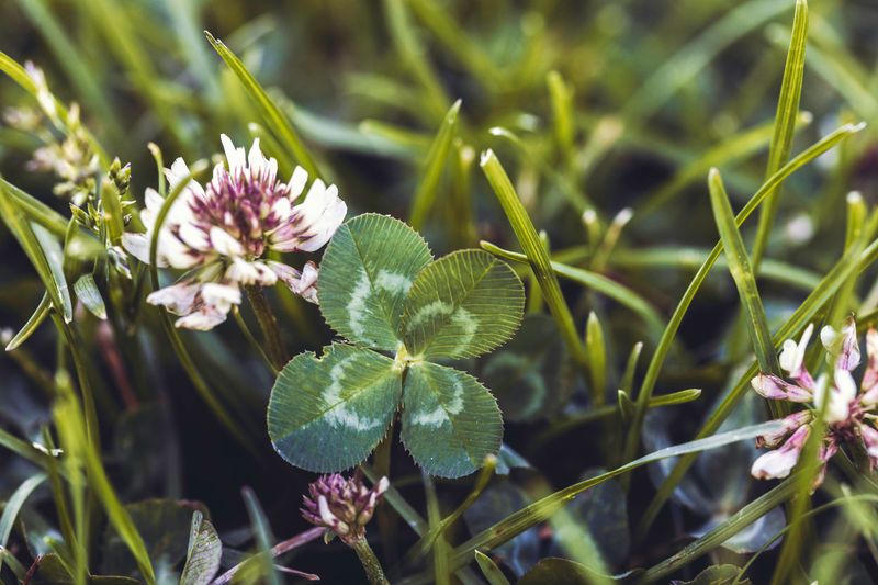 A four leaf clover surrounded by purple-pink wildflowers and grass.