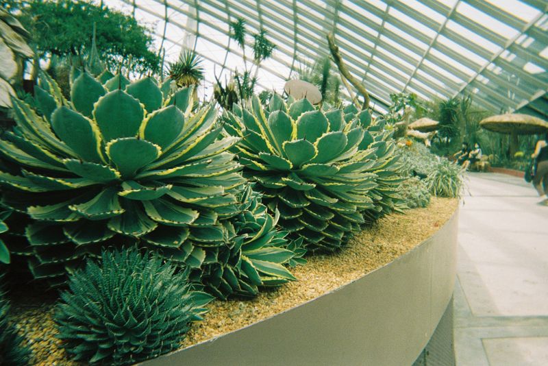 Cacti in a conservatory.