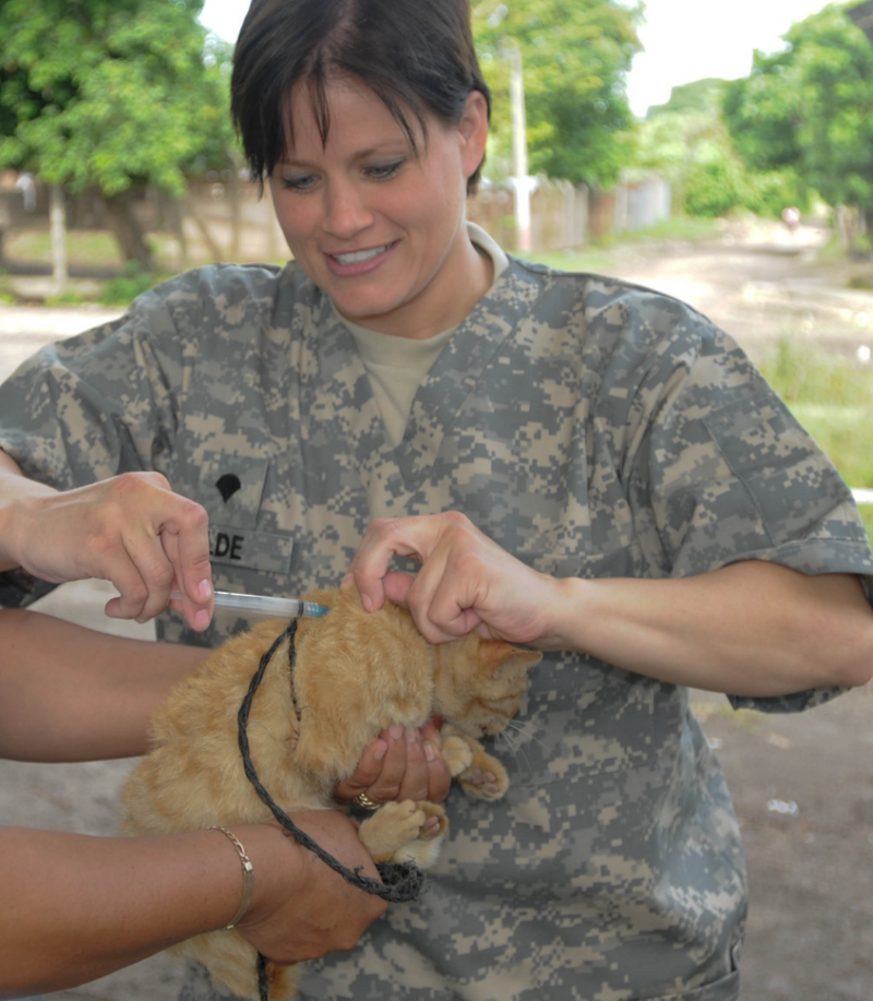 An Army veterinarian giving a cat a vaccine.