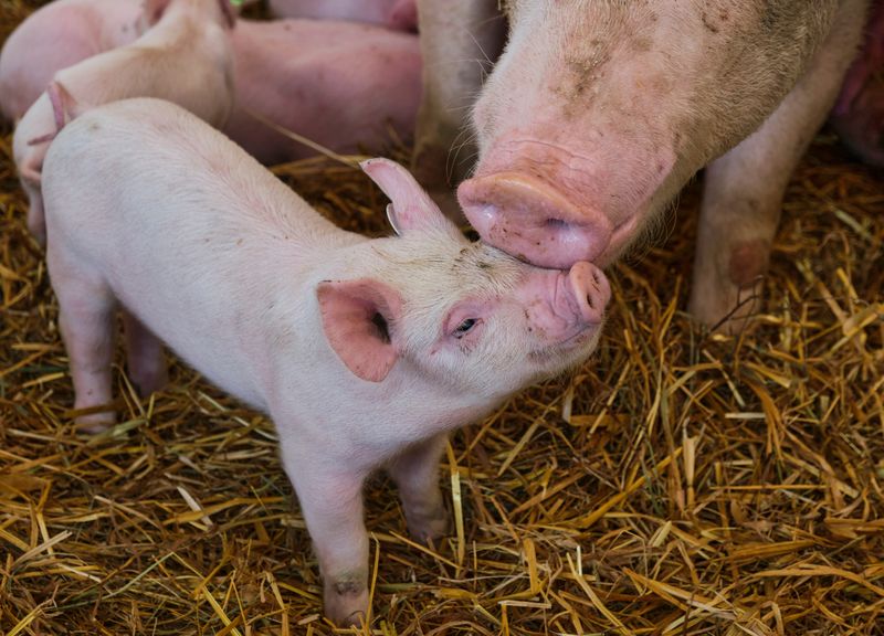 a pink baby pig next to its mother