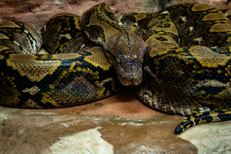 A yellow, brown, and black Burmese Python.