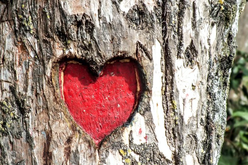 A red heart carved into a tree