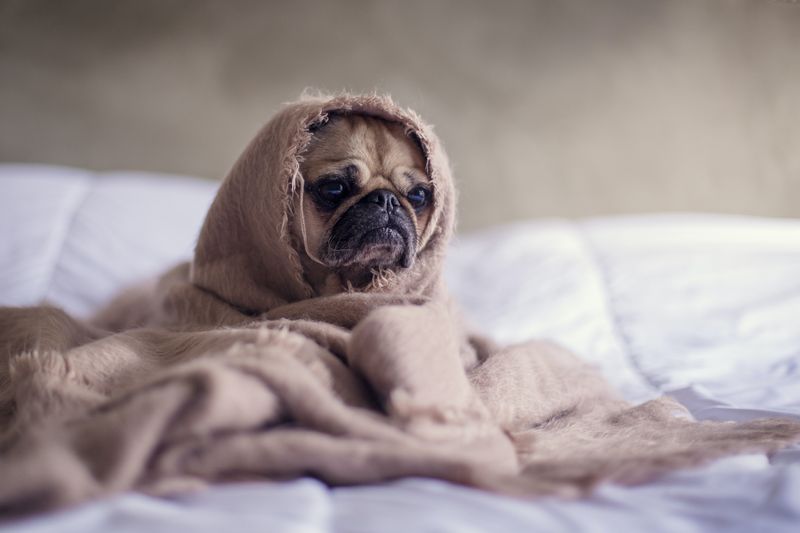 Small pug dog with a sad look on its face wrapped in a blanket on top of a bed.