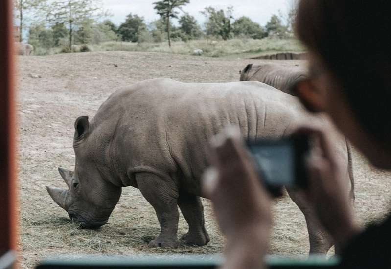 Person taking picture of rhinoceros outside