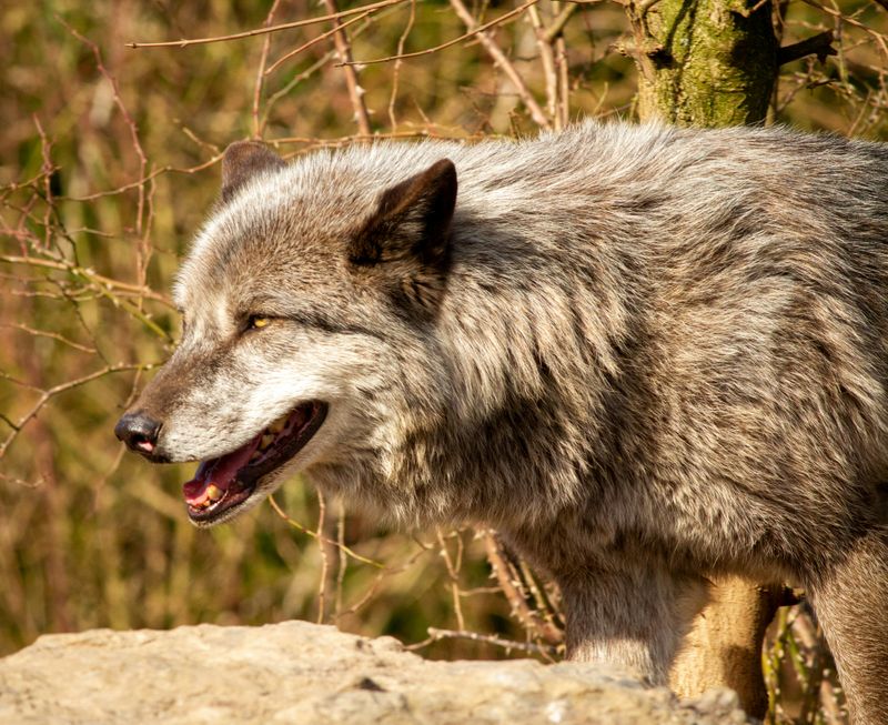 A wolf scowls in the forest.