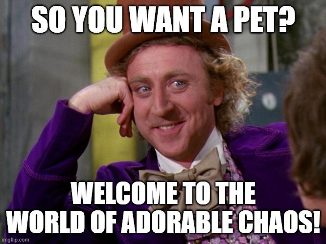 WIlly Wonka says, 
