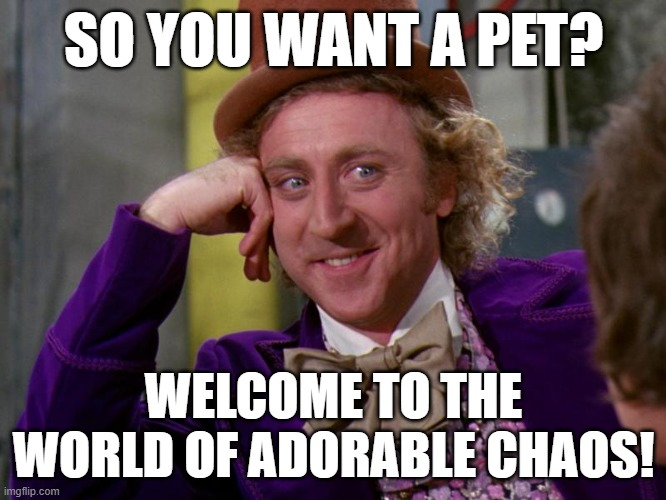 WIlly Wonka says, 'So you want a pet? Welcome to the world of adorable chaos!'