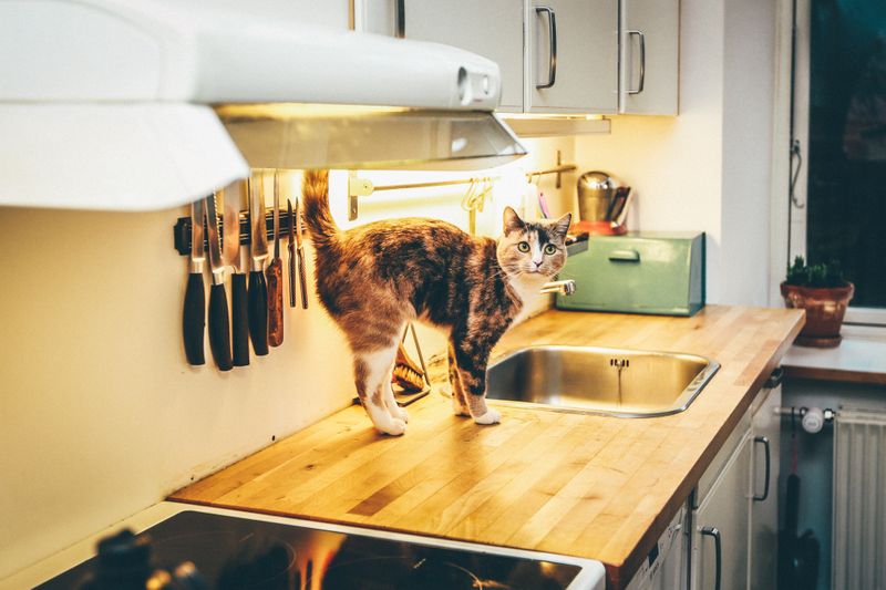 A cat walking beside a sink in a kitchen