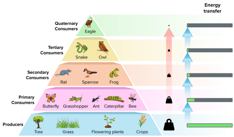 An ecological period showing how energy decreases from lower to higher trophic levels.