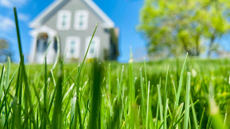 Up close view of grass blades in a lawn with a house and tree in the distance.