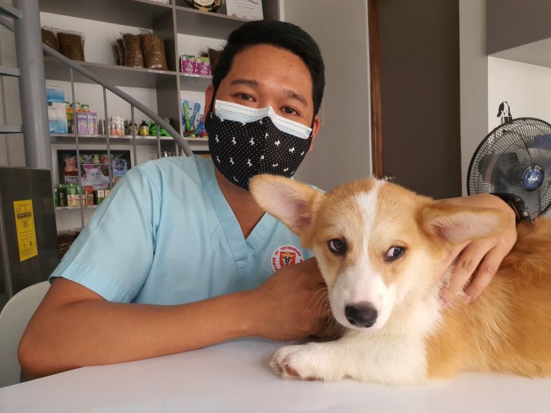 A veterinarian wearing a mask and posing with a corgi puppy.