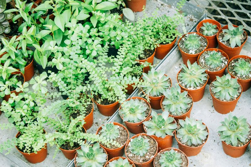 A variety of small potted plants in orange pots.