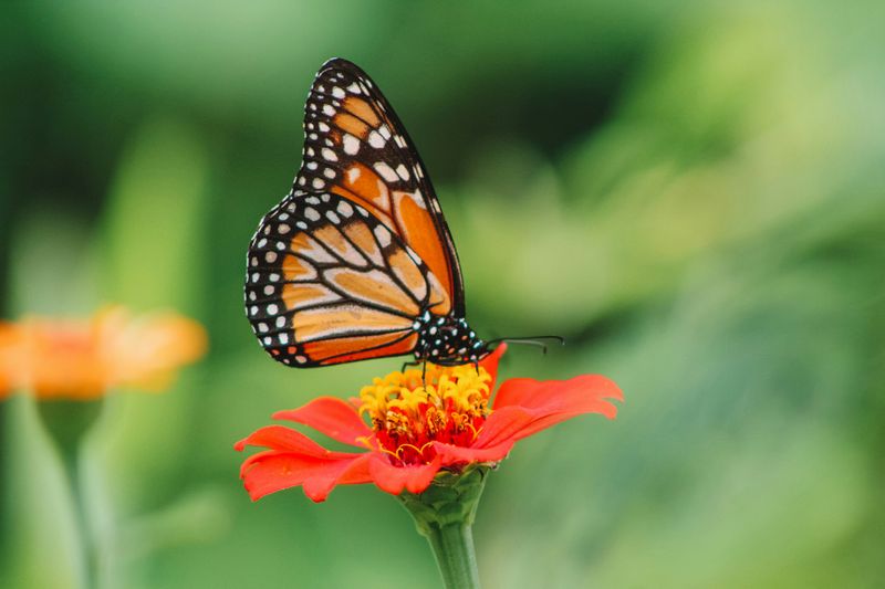 Monarch butterfly on a red Zinnia flower.