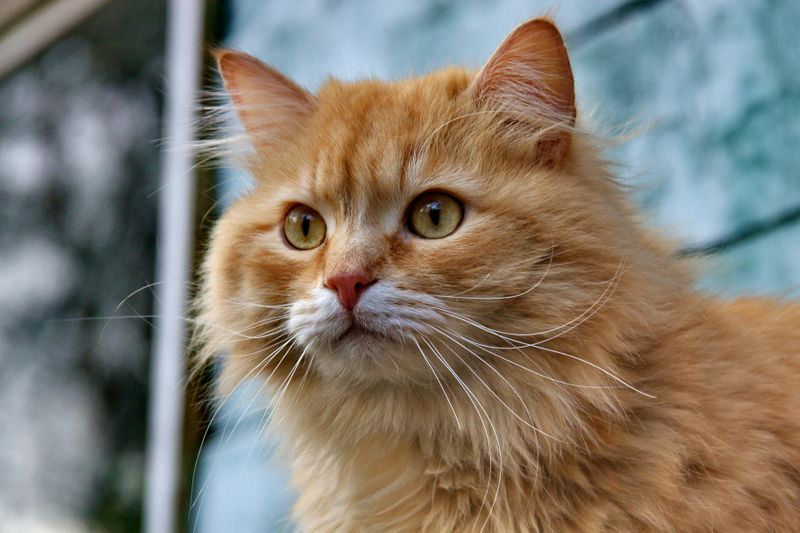 An image of a Persian cat in golden brown color 