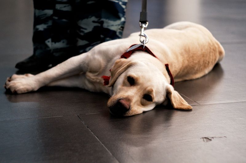 A soldier standing next to a puppy, who is lying in a cute pose on a tiled floor.