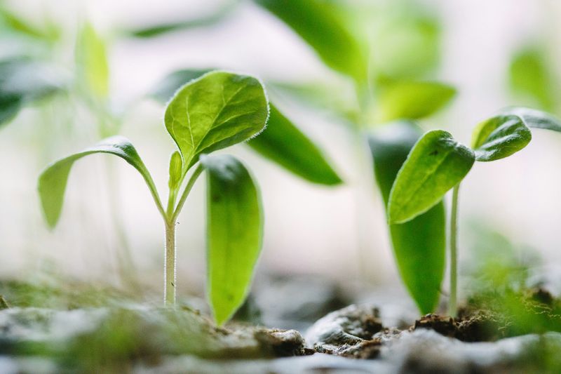 Baby plants growing in soil.