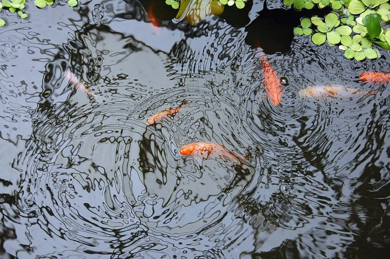 Koi fish swimming in a pond.