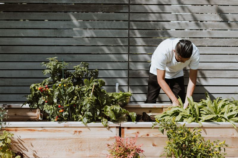 A horticulturist gardening outside.