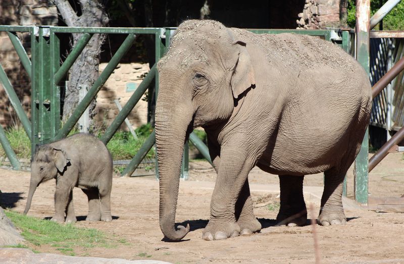 Adult and baby elephants at a zoo