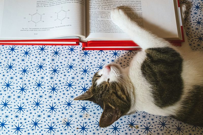 A cat sleeping on chemistry textbook.