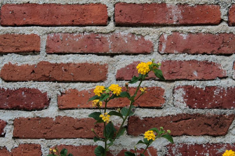 Yellow flowers grow along a brick wall.