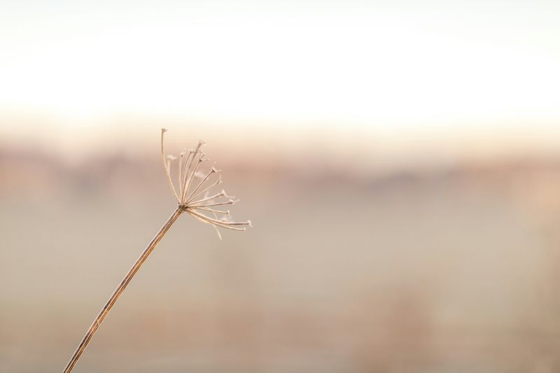 cream beige dandelion