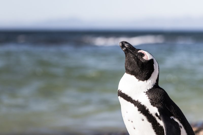 Penguin by the water