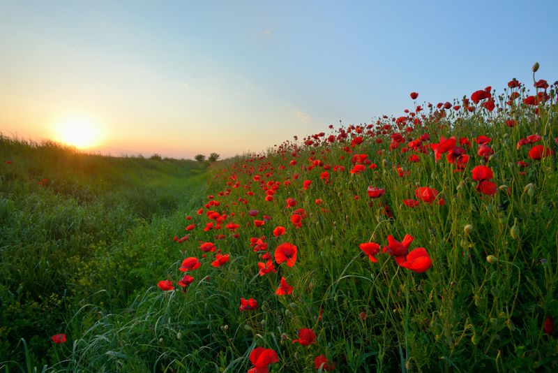 Poppy Field 