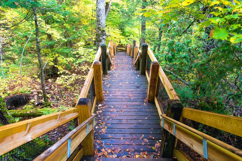 Wooden pathway leading into a beautiful green woodsy scene.