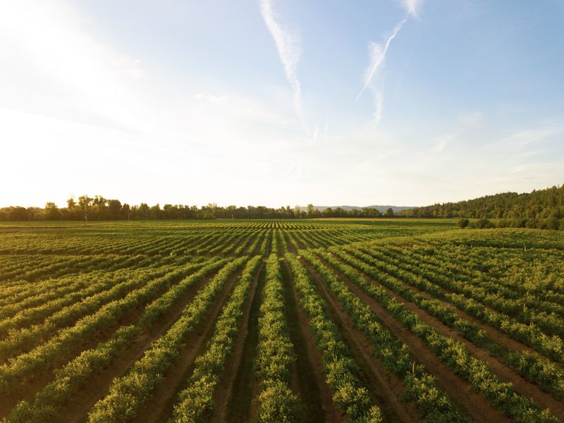 A grape vineyard on farmland in the sun.