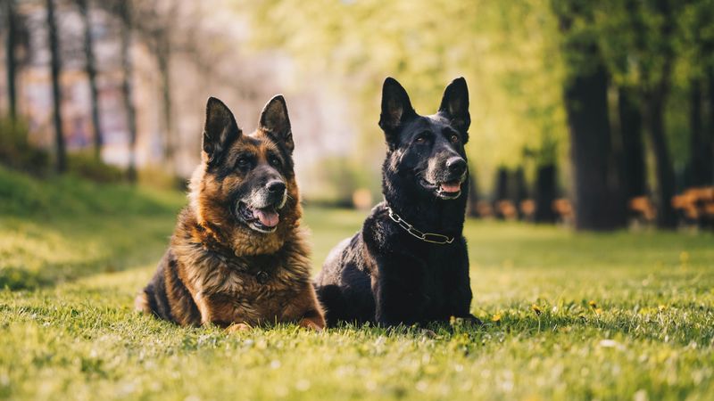 One brown and black German Shepherd and a black German Shepherd with their ears up laying in the grass.