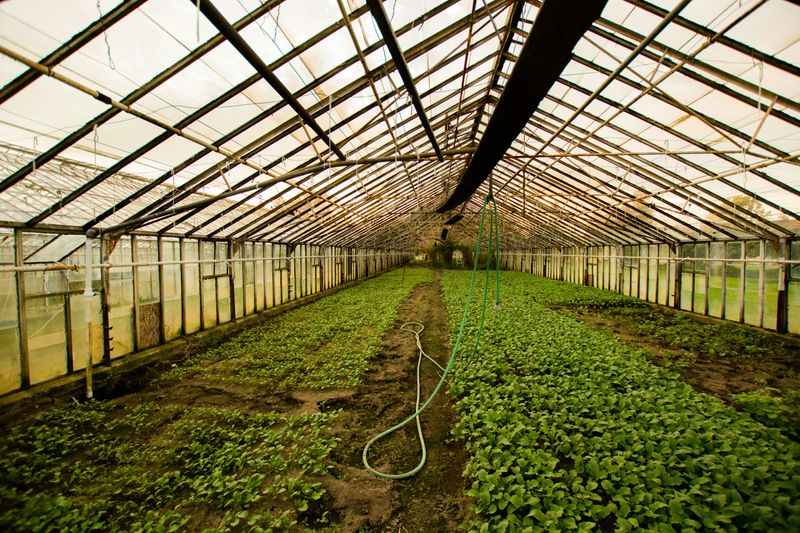 Image of a large-scale greenhouse with glass walls and roof, filled with rows of plantsPhoto by Abigail Lynn on Unsplash