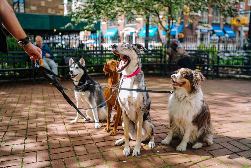 A person holdingthe leashes of 4 dogs.