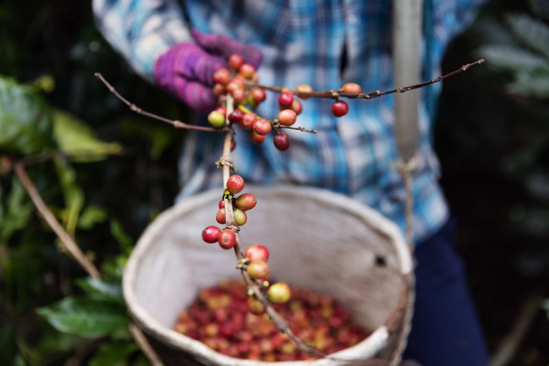 Farmer holding coffee beans still on the branch