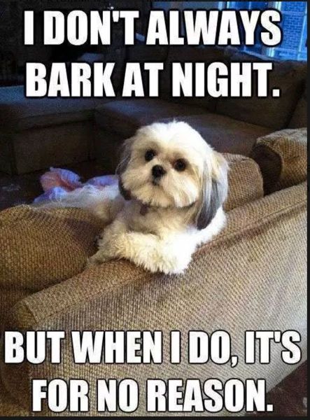 Meme: Small dog sitting on a couch.  Text: I don't always bark at night.  But when I do, it's for no reason. 
