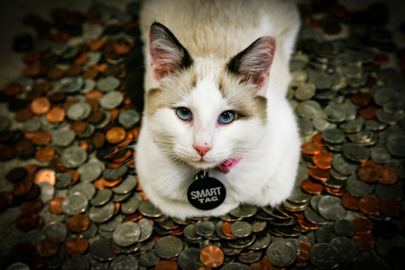 A cat sitting on a pile of coins.