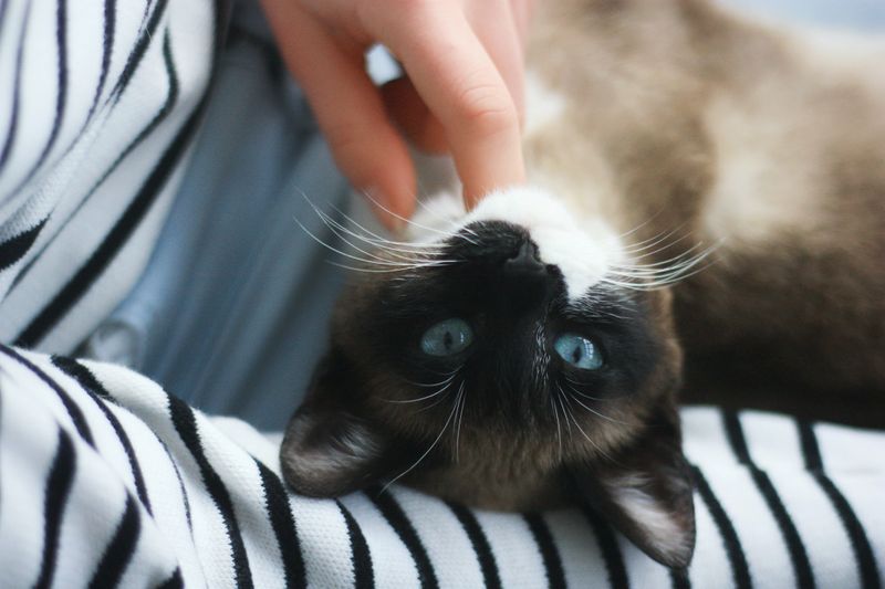 A person petting a cat