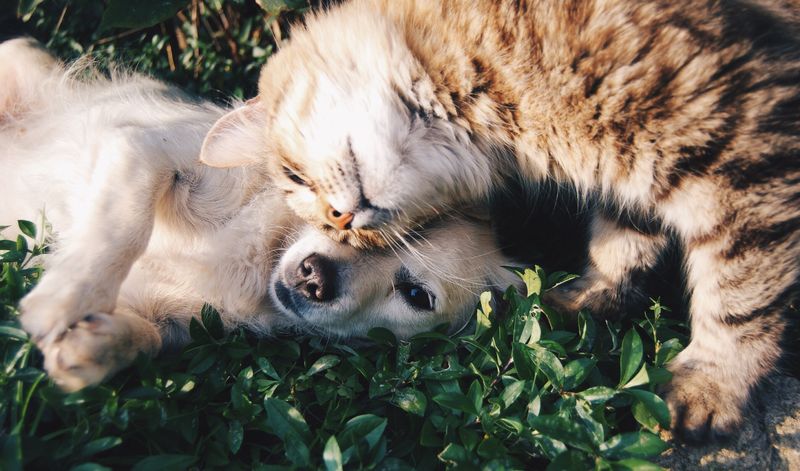 A cat laying on a dog; both bodies are relaxed. 