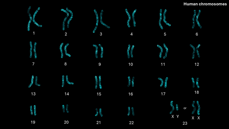 A set of human chromosomes.