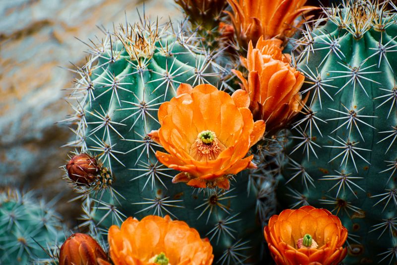 Flowering cacti in the desert.